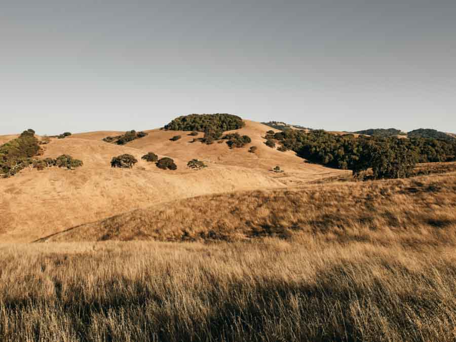 Hilly landscape with dry grass and scattered trees under a clear sky