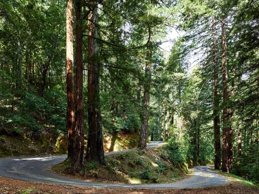 Winding road through a dense forest with tall trees on both sides.