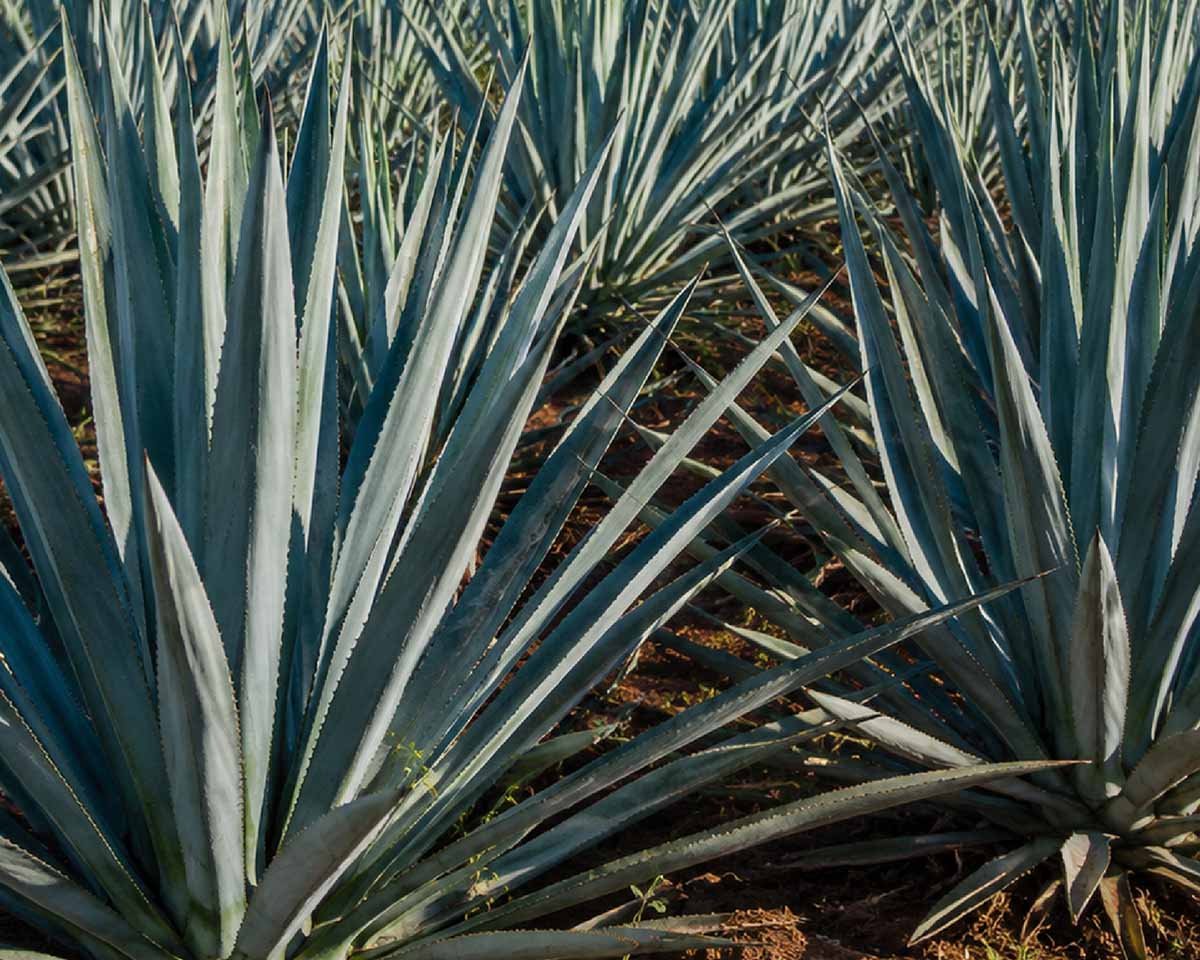 Close-up of blue agave plants in a field