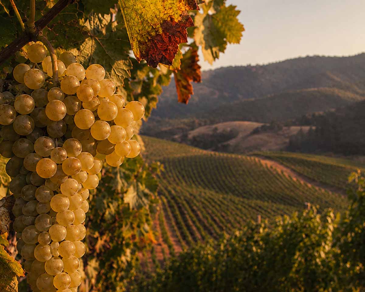 Close-up of grapes on a vine with a scenic vineyard background